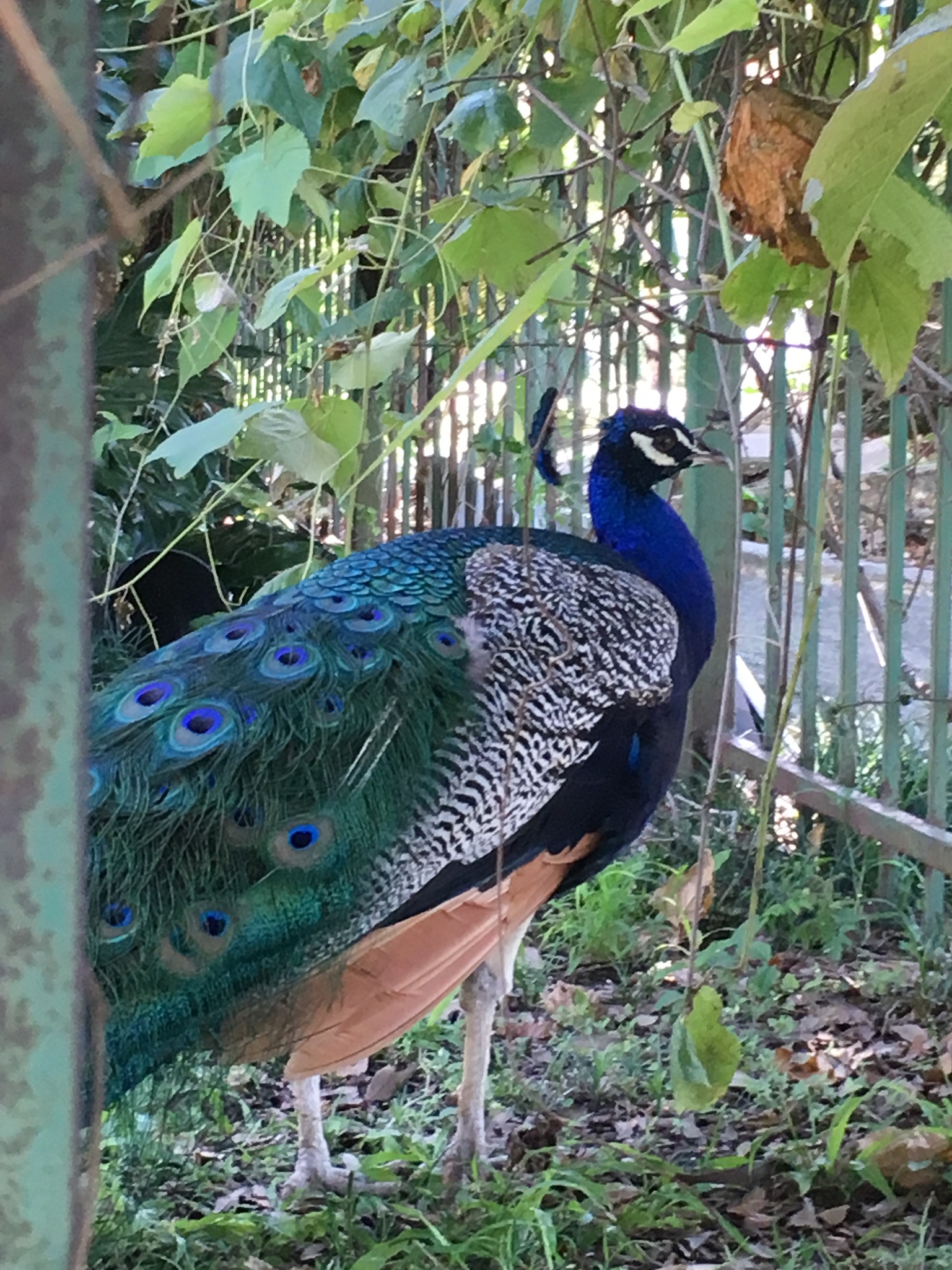 Snowbirds at The Bakery profile picture